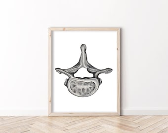 Vértebras Torácicas - BioCreativeArts - Láminas para antropólogos, médicos, enfermeros, fisioterapeutas y quiroprácticos