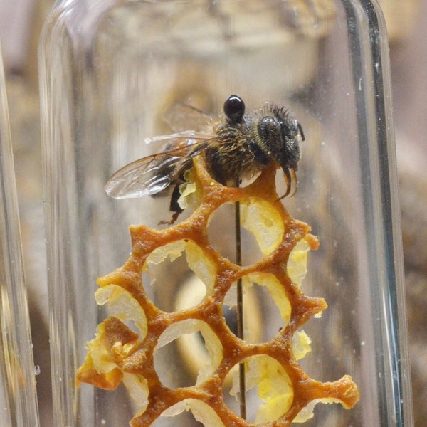 Honeybee Oddity| Real Bees | Honeycomb | Oddities | Insect Art | Taxidermy |