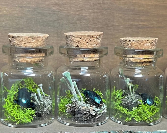 Terrarium Jar Oddities Curio Miniature Decor Curiosities Etsy