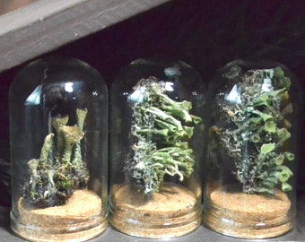 Terrarium Jar Preserved Pixie Cup Lichens | Oddities | curio cabinet | Curiosities | Real Mushroom |