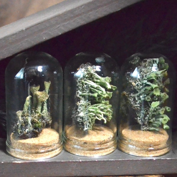Terrarium Jar Preserved Pixie Cup Lichens | Oddities | curio cabinet | Curiosities | Real Mushroom |
