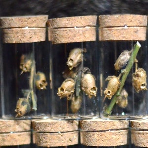 Snapdragon Skull Oddities | Goth Décor | Whimsigoth | Curiosities |