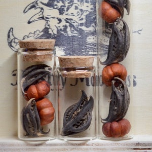 Bat’s Head Pod Oddities | Goth Décor | Halloween | Curiosities |