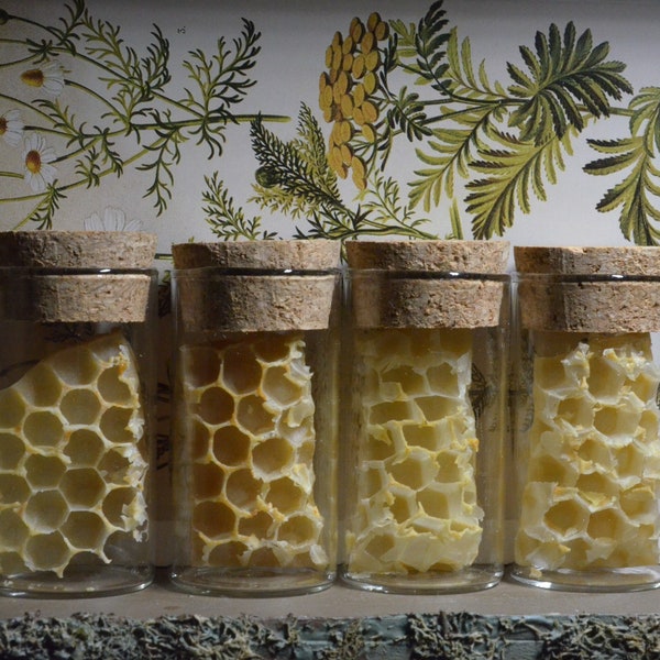 Real Honeycomb | Oddities | Honeybees | Insect taxidermy | Curiosities |