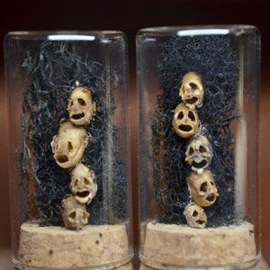 Snapdragon Skull Oddities | Goth Décor | Halloween | Curiosities | Curio Cabinet |