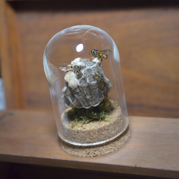 希少性◎】スズメバチの巣標本 ガラスケース入り スズメ蜂の巣です。