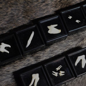 Animal Teeth Magnets | Goblincore | Vulture culture | Dark Academia | Ethically-sourced
