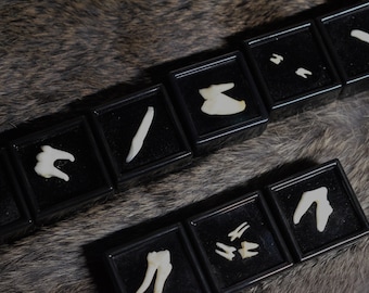Animal Teeth Magnets | Goblincore | Vulture culture | Dark Academia | Ethically-sourced