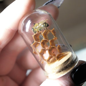 Honeybee Oddity Real Bees Honeycomb Oddities Insect Art Taxidermy - Etsy