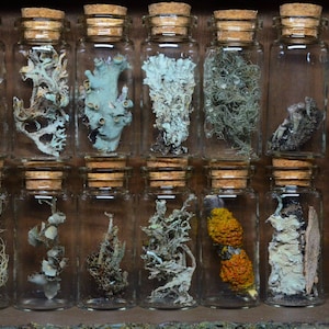 Lichen Oddities Mystery Set of 6 | Whimsigoth | Curiosities | Cottagecore | Dark Academia Decor |