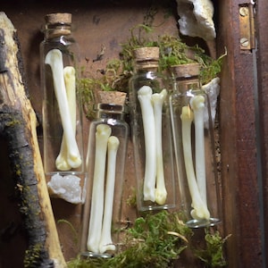 Bobcat Bone Oddity Vial | Curiosities | Curio Cabinet | Animal Bones