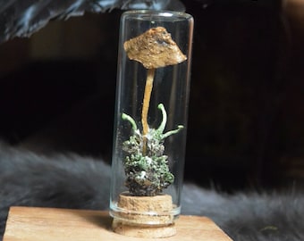 Pot de vrais champignons *en conserve* | Terrarium | Cottagecore | Capricieux | Curiosités | Cabinet de curiosités |