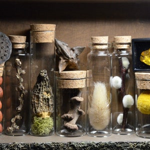 Botanical Oddities Mystery Box | Curio Cabinet | Nature Lover | Mushroom Decor |
