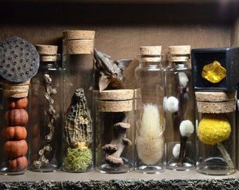 Botanical Oddities Mystery Box | Curio Cabinet | Naturalist | Mushroom Decor |