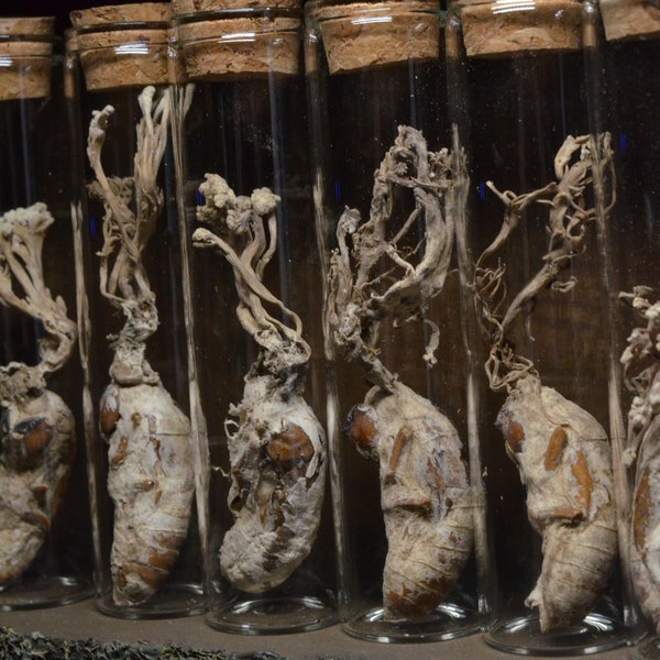 Cordyceps Zombie Fungus | Oddities | Curiosities | Mushroom Decor | Goth Decor | Curio Cabinet |