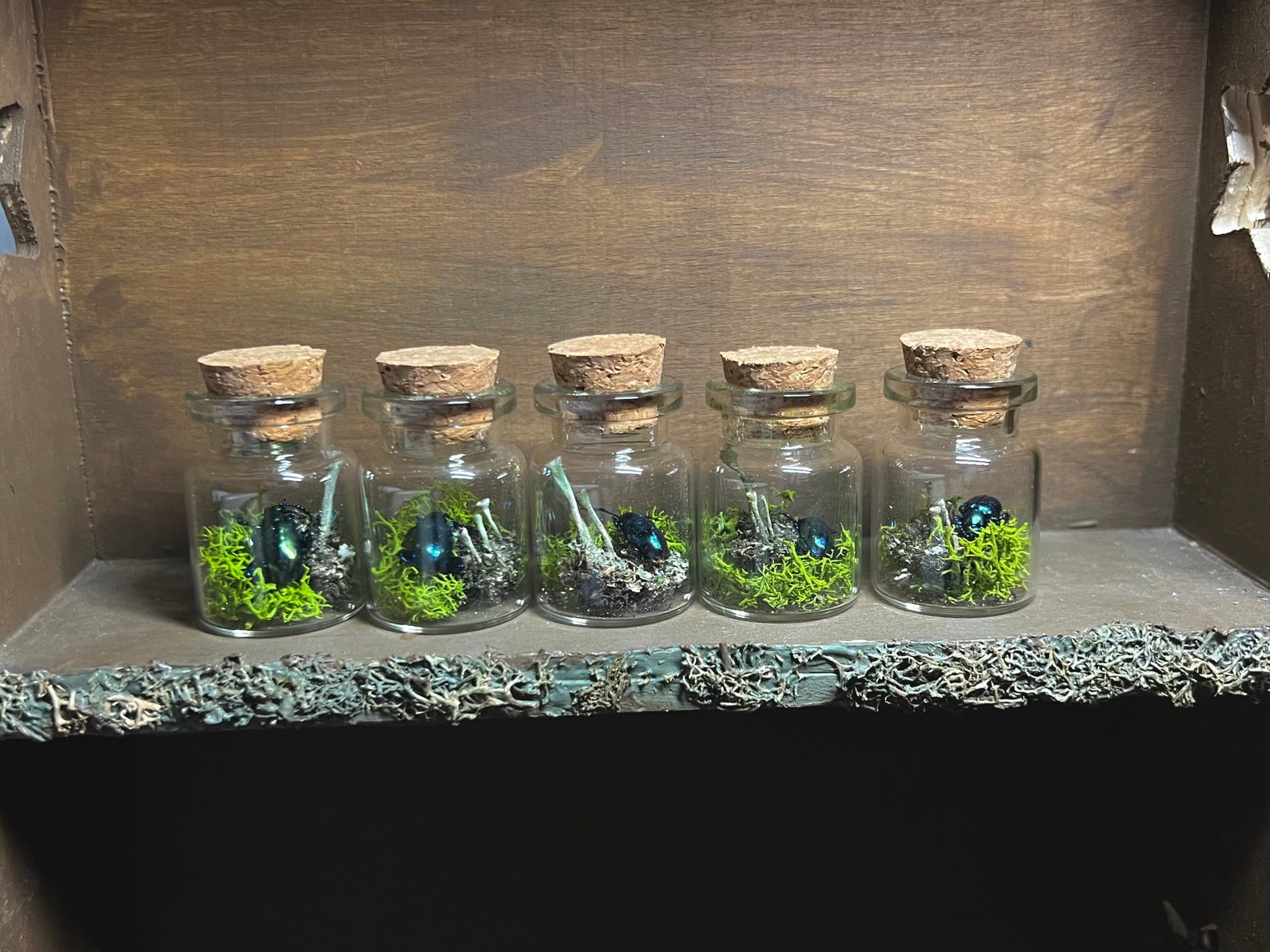 Terrarium Jar Oddities Curio Miniature Decor Etsy