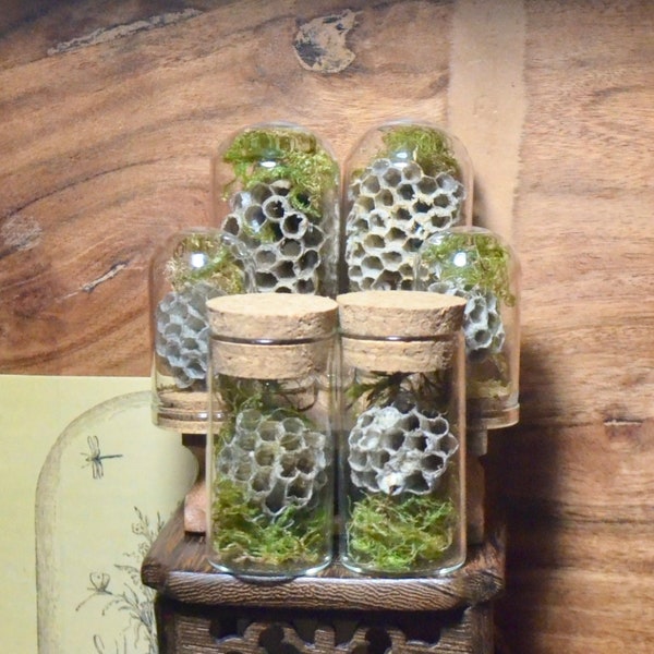Paper Wasp Nest Oddities | Small | Honeycomb Nest | Curio Cabinet | Curiosities |