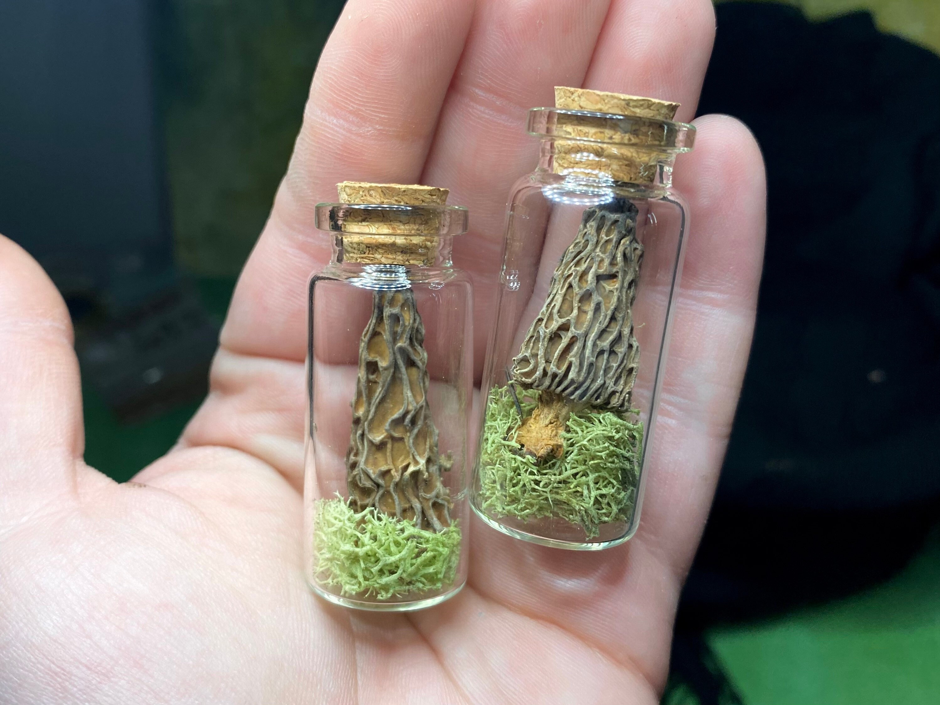 Morel Mushroom in a Jar Goblincore Cottagecore Terrarium Etsy