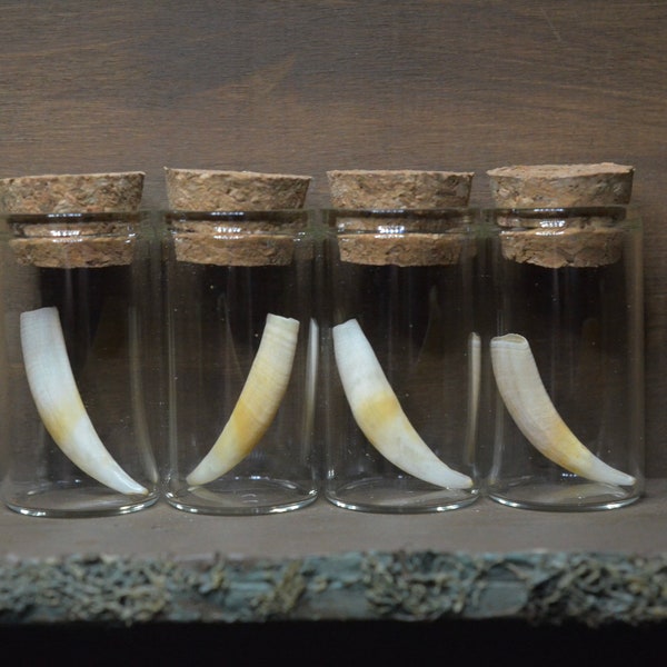 Opossum Tooth Glass Vial | Oddities | Curio Cabinet | Ethical Taxidermy | Goblincore | Vulture Culture |