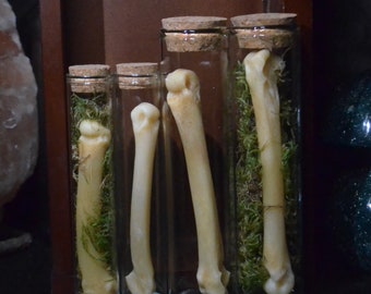 Wolf Foot Bone Oddities | Goth Décor | Taxidermy | Real Bones | Curiosities | Curio Cabinet |