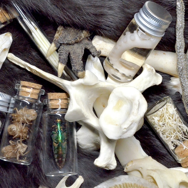 Vulture Culture Mystery Oddities | Taxidermy | Curiosities | Goth Decor | Wet Specimen | Skulls | Gifts for Him | Bones |