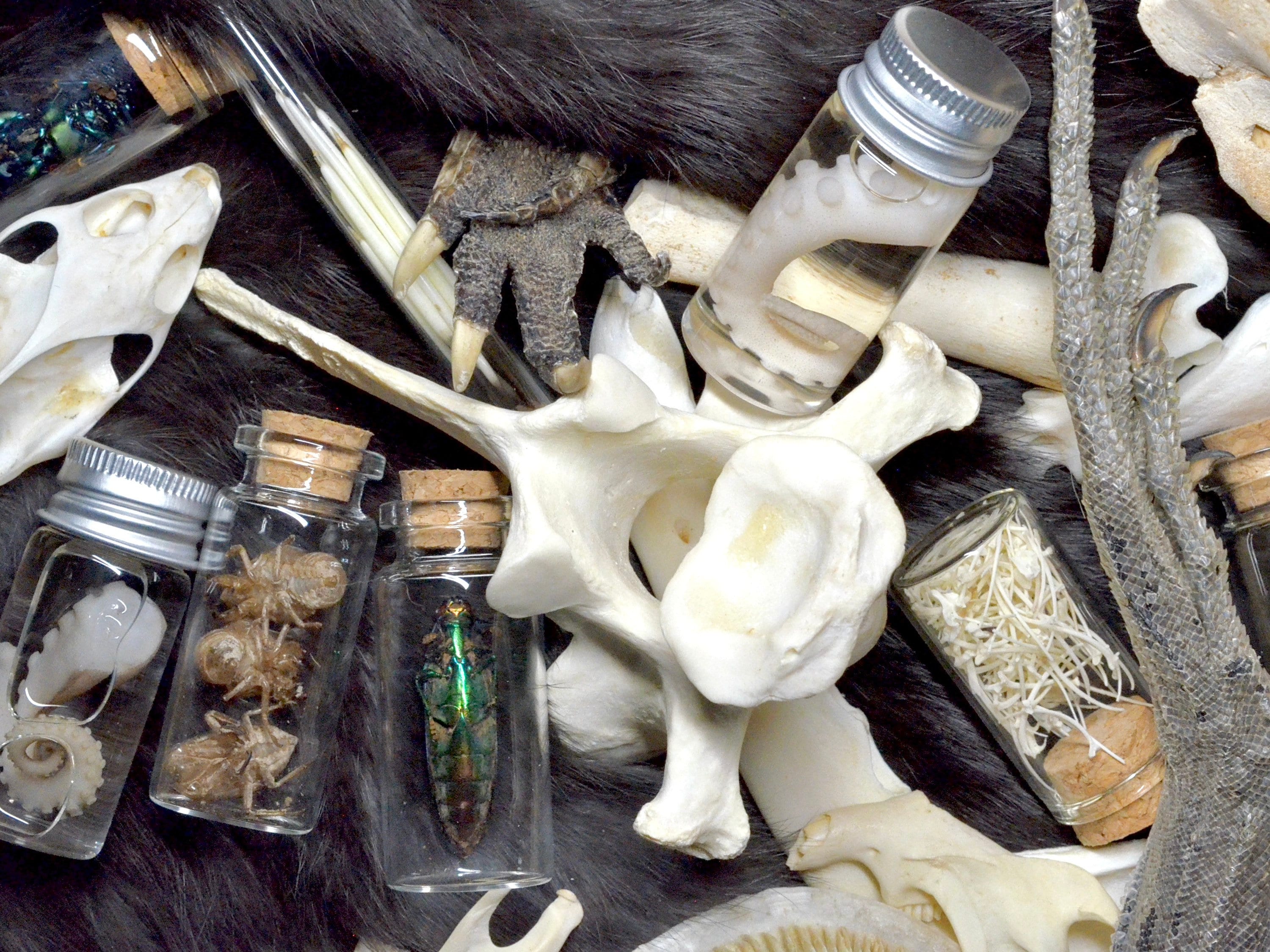 Vulture Culture Mystery Oddities | Taxidermy | Curiosities | Goth Decor | Wet Specimen | Skulls | Gifts for Him | Bones |
