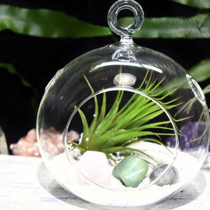 Dispel Negativity Crystals Tillandsia Terrarium Dispel Negativity Crystal Gift Set Air Plant Dispel Negativity Crystal Terrarium Office Gift