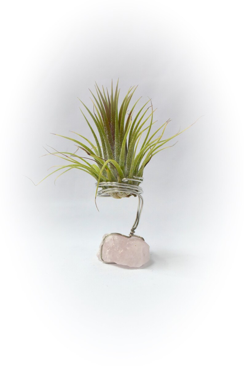 Raw Rose Quartz Tillandsia Plant Holder Beautiful Gemstone Plant Rose Quartz Air Plant Holder House Warming Gift Rose Quartz Air Plant Gift