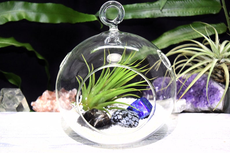 Dispel Negativity Crystals Tillandsia Terrarium Dispel Negativity Crystal Gift Set Air Plant Dispel Negativity Crystal Terrarium Office Gift