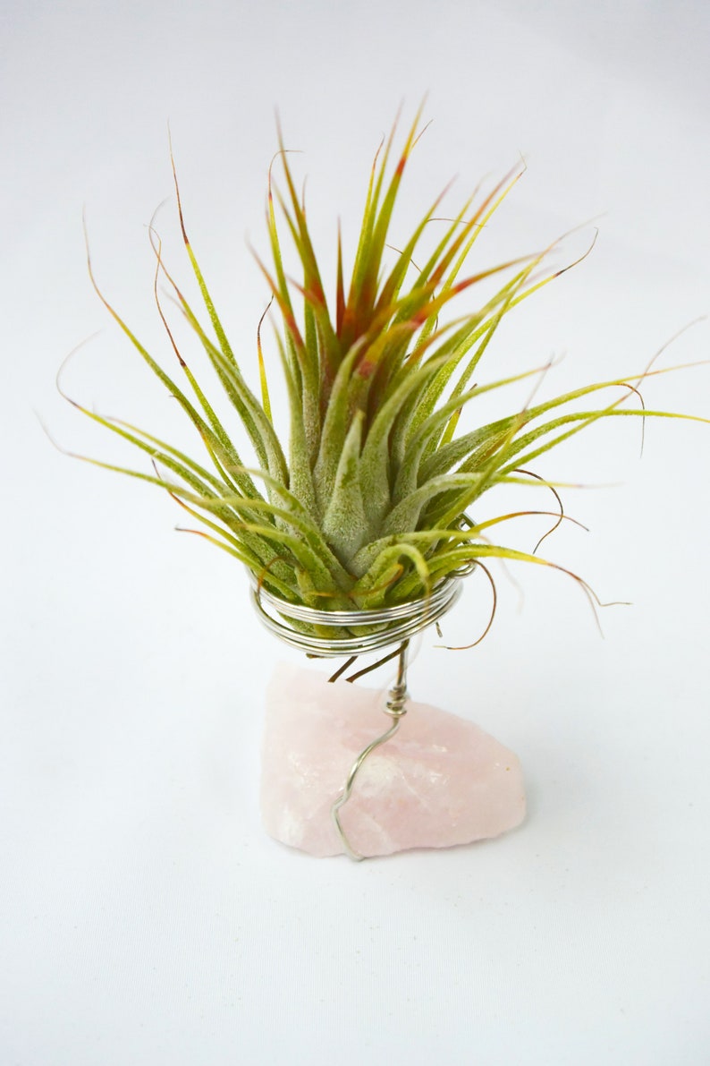 Raw Rose Quartz Tillandsia Plant Holder Beautiful Gemstone Plant Rose Quartz Air Plant Holder House Warming Gift Rose Quartz Air Plant Gift