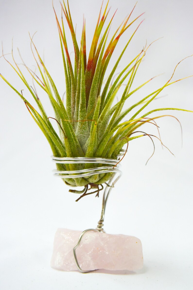 Raw Rose Quartz Tillandsia Plant Holder Beautiful Gemstone Plant Rose Quartz Air Plant Holder House Warming Gift Rose Quartz Air Plant Gift