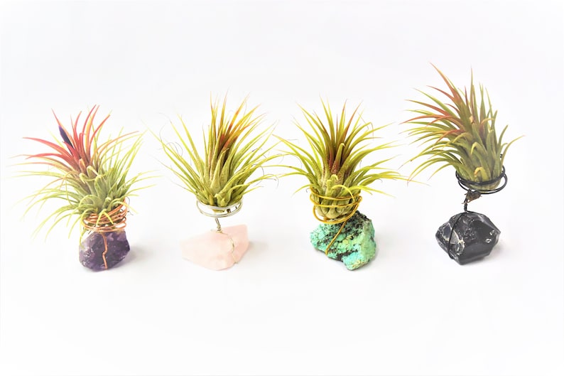 Raw Rose Quartz Tillandsia Plant Holder Beautiful Gemstone Plant Rose Quartz Air Plant Holder House Warming Gift Rose Quartz Air Plant Gift