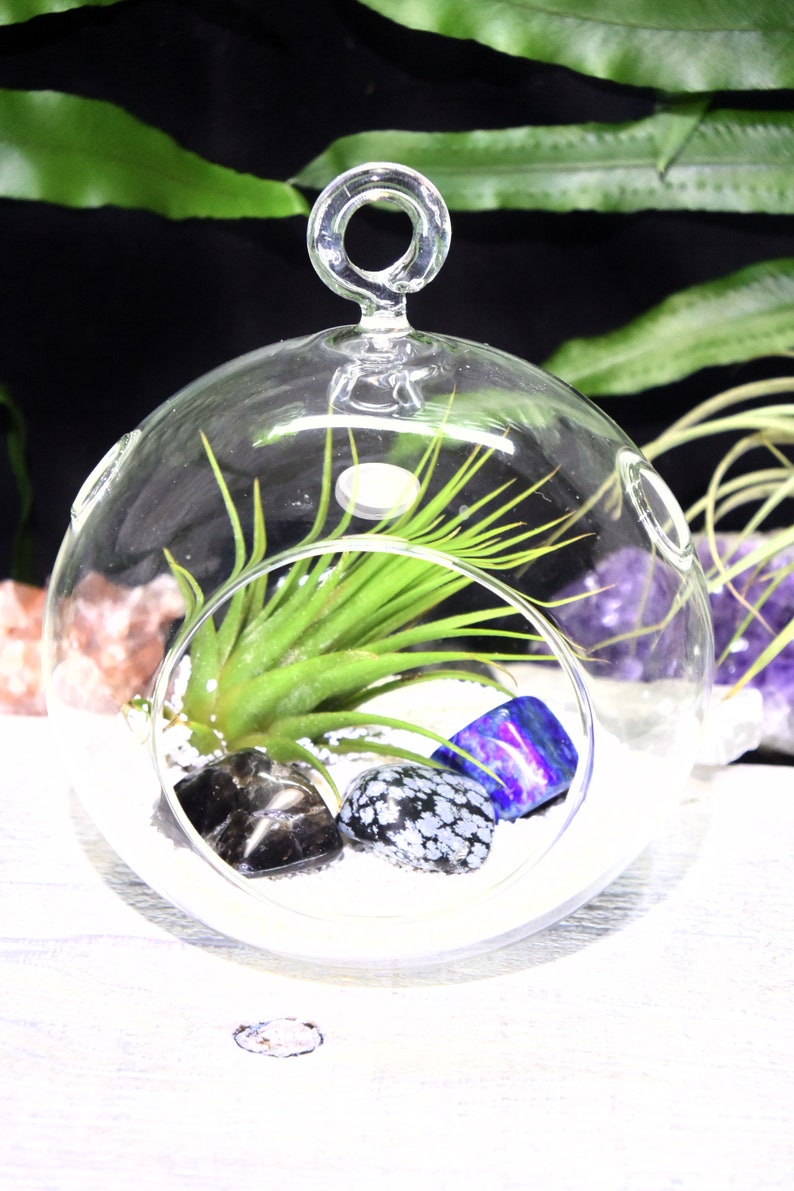 Dispel Negativity Crystals Tillandsia Terrarium Dispel Negativity Crystal Gift Set Air Plant Dispel Negativity Crystal Terrarium Office Gift