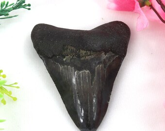 Mothers 's Gift -Jewelry Large Shark Tooth Loose Gemstone Real Large Meg Teeth Rare Ancient Fossilized Sharks Authentic Genuine Megalodons