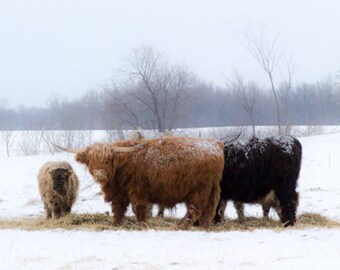 Panoramic Highland Cattle Photo, Long-haired Scottish Cow Print, Farmhouse Home Decor Rustic Wall Art, Canvas or Print Art for Fathers Day