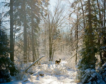 Vertical Deer in Woods Photo, Cabin Art, Deer in Snowy Forest Woods, Rustic Country Farmhouse Decor, Wall Art for Home Decor, Wildlife Print