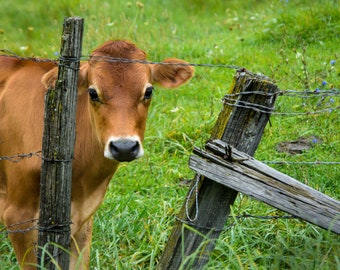 Cow Photo,Country Art Print, Modern Farmhouse Decor, Jersey Cattle Picture, Rustic Wall Art, Farm Photo,Canvas, Rural Farm Animal, Baby Room