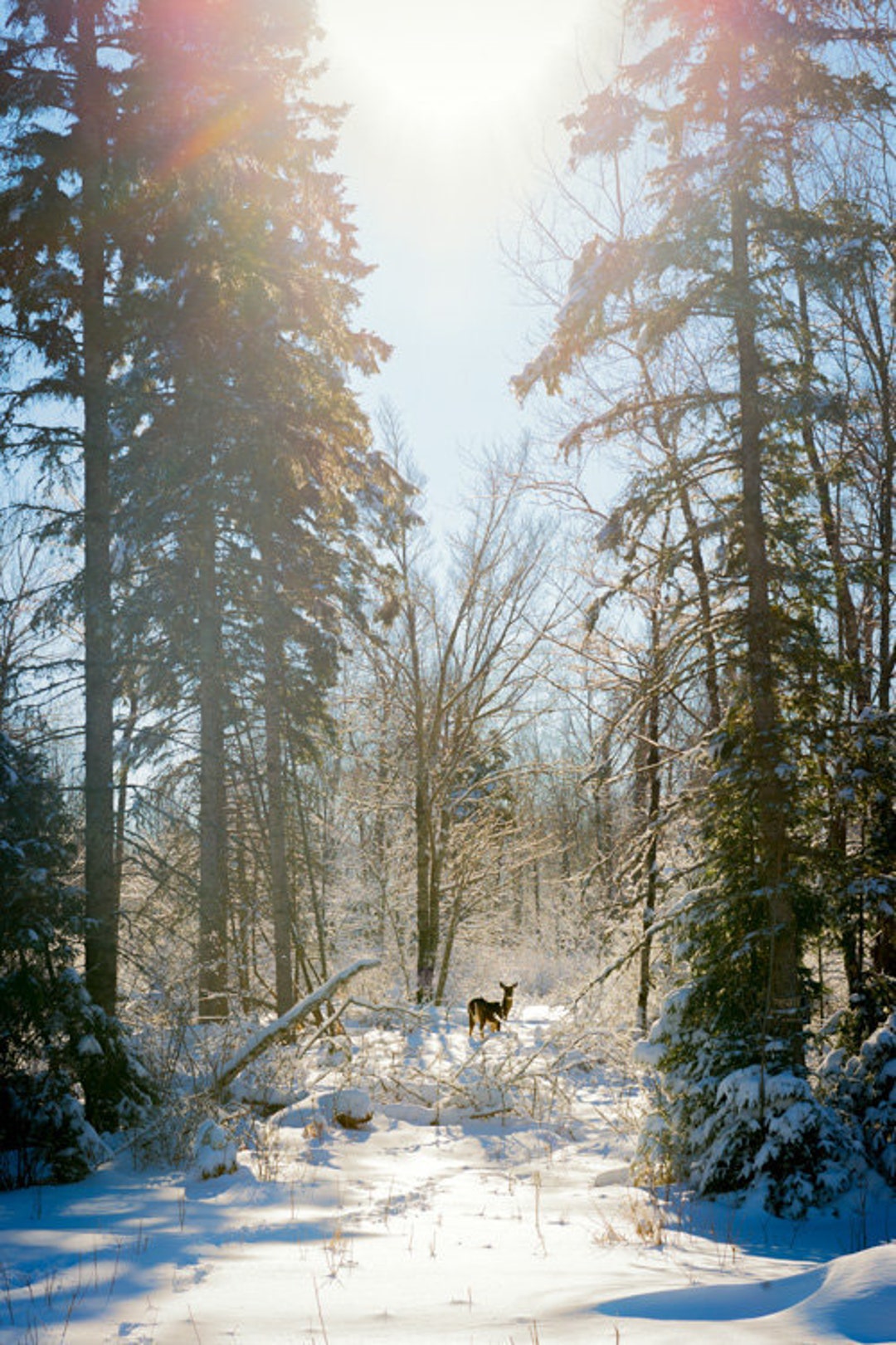 Winter Deer Photo, Snowy Forest Landscape, Rustic Farmhouse Wall Art - Etsy