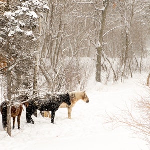Horse Photography, Winter Horses Landscape Photo, Snowy Horses in Fog Image, Rural Home Decor Art, Rustic Farmhouse Art on Canvas or Print