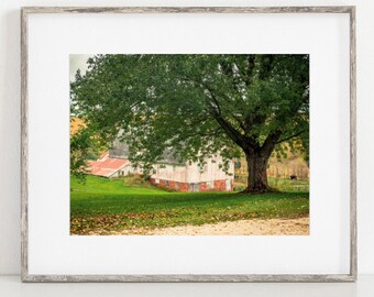 Landscape Photo, Rustic Wall Art, Barn Photography, Large Old Oak Tree, Rustic Barn Picture, Farmhouse Decor, Barn Print, Dining Room Art