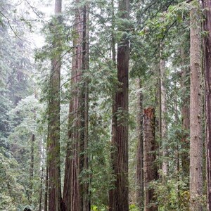 Redwood National Park, Vertical Tree and Fog Photo, Landscape Photography for Home Decor, Canvas or Print, Art for Home and Living Room