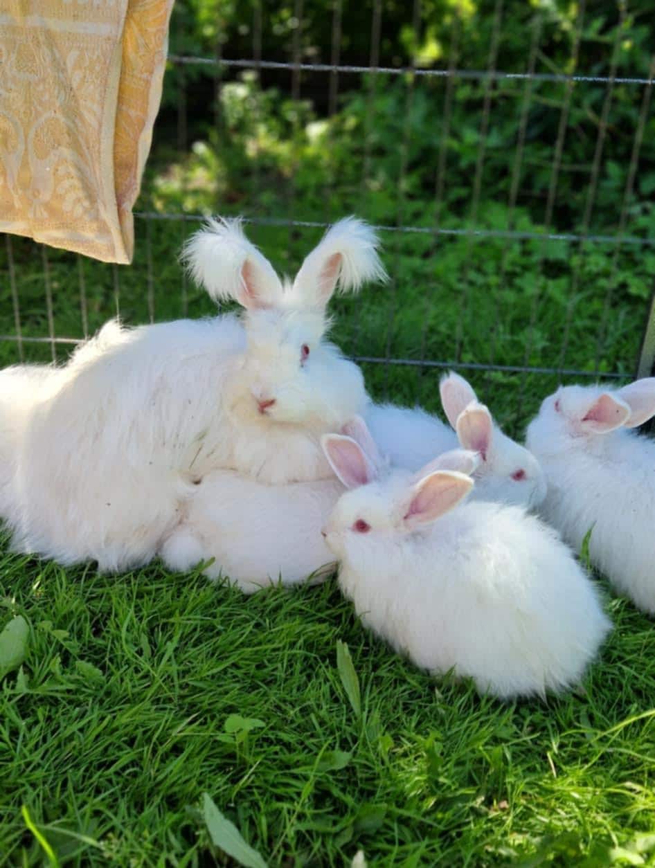 English Angora Rabbit Denmark - Main Image
