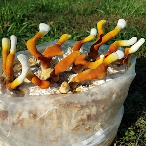 Antler Reishi Mushroom Culture image 1