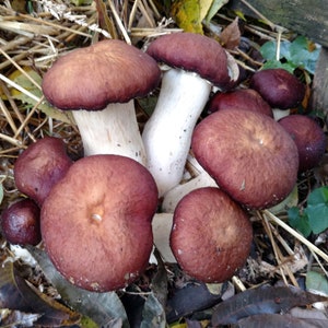 Red Winecap (Garden Giant) Mushroom Liquid Culture