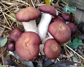 Red Winecap (Garden Giant) Mushroom Liquid Culture