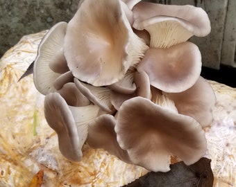 Sporeless Oyster Mushroom Liquid Culture