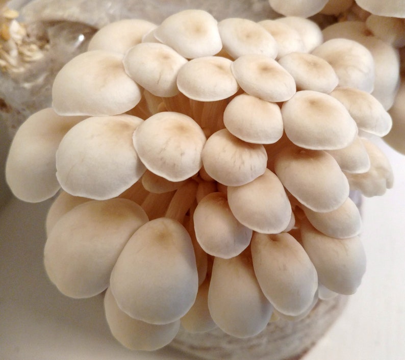 5 Gourmet Mushroom Liquid Cultures your choice Pearl Oyster