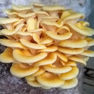 Golden Oyster Mushroom Culture