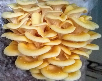 Golden Oyster Mushroom Culture