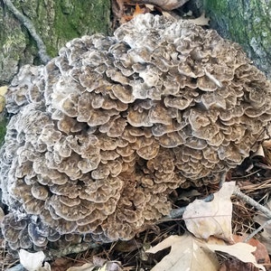 Maitake Hen of the Woods Mushroom Liquid Culture